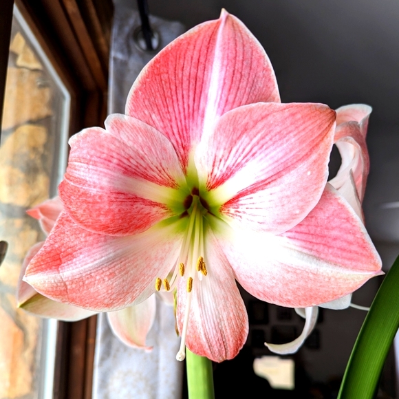 Meet your Posher, Danika - Picture 1 of 1